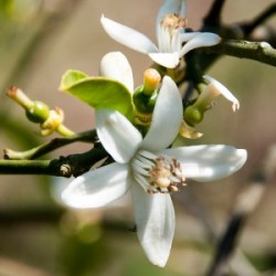 Huile BIO parfumée à la fleur d'oranger BUG