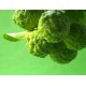Bergamote BIO 30ml /100ml