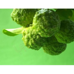 Bergamote BIO 30ml /100ml
