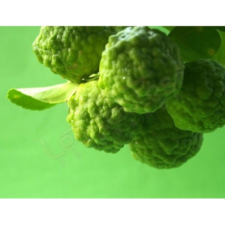 Bergamote BIO 30ml /100ml