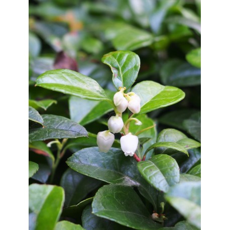 Wintergreen Gaulthérie Couchée BIO 30ml / 100ml