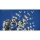 Eucalyptus Globulus BIO 10ml / 100ml